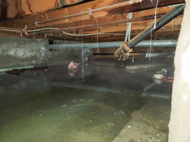 Best Flood damage cleanup  in Springfield, KY